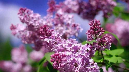 国产久丁香,传承与创新中的民族香氛传奇